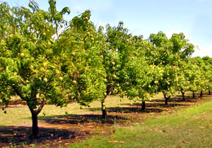 mango-tree-orchard