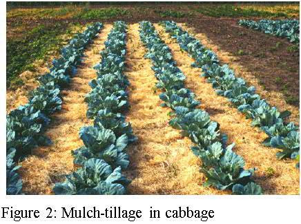 mulch-tillage-cabbage
