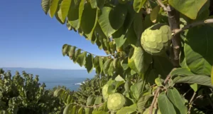 Exotic Farming: Cherimoya Farming Guide to Boost Income Cherimoya-farming