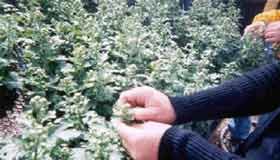 How to Grow Roses through disbudding rose Disbud