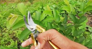 Maximizing Yields with Guava Pruning in High Density Orchards Guava-Tree-pruning-high-density