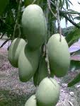Mango21