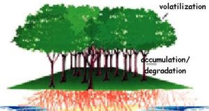 Phytoremediation of heavy metal contaminated soils: A green cure technology Phytoremediation