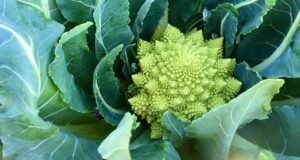 Exotic and Profitable: A Detailed Guide to Romanesco Farming Romanesco-farming
