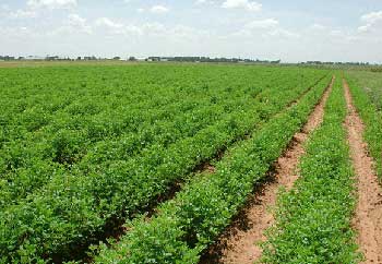 agriculture_krishisandesh