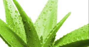 Aloe Vera Plant: 14 Amazing Health Benefits of Aloe Vera aloe-vera-plant