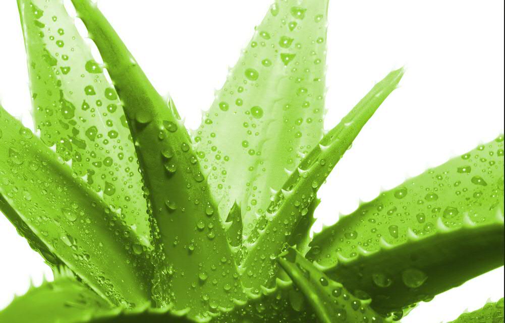 Aloe Vera Plant - 14 Amazing Health Benefits - Krishi Sandesh