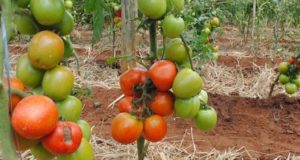 Aluminium toxicity tolerance in tomato, garden pea and French bean aluminium-toxicity