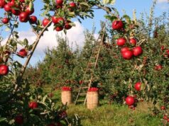 10 Plant Care Tips for a Thriving Home Garden apple-plantation