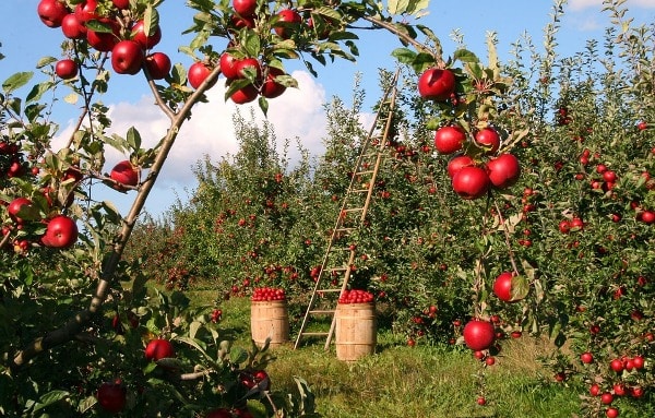 apple-plantation