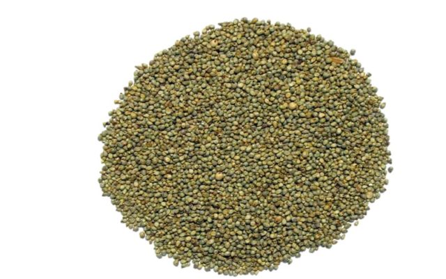 pearl millet production
