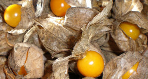 Cape gooseberry: A remunerative crop gooseberry