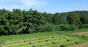 Eco Farming: Sustainable Agriculture for a Better Future eco-farming