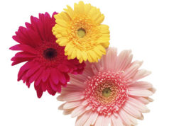 GERBERA Cultivation: How to Grow and Protect Gerbera Flower Gerbera flowers