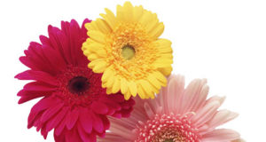 GERBERA Cultivation: How to Grow and Protect Gerbera Flower Gerbera flowers