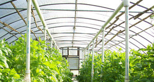 Greenhouse – Classification and Key Advantages green-house2