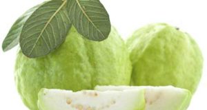 Guava Cultivation: How to Grow Guava