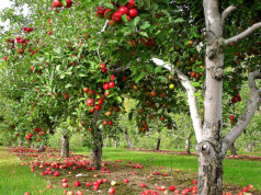 High Density Plantation of Apple high density plantation-apple