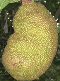 jack-fruit