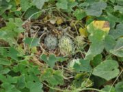 Exotic Farming: Guide on Kiwano Farming and How to Boost Your Income kiwano-farming