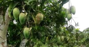 Mango Cultivation : Growing Mango Trees mango-cultivation