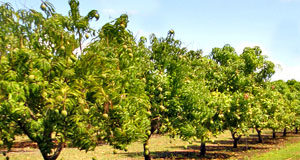 Rejuvenation of Uneconomic Orchards mango-tree-orchard