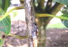 Mango Decline: Mango Diseases is a Big Threat to Mango Industry mango_disease