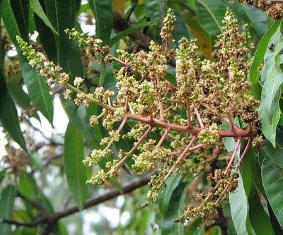 mango_flower