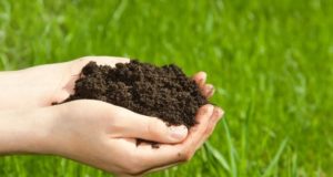 Importance of Microbial Biomass in Soil Fertility microbial-biomass-soil-fertility
