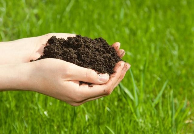 microbial-biomass-soil-fertility