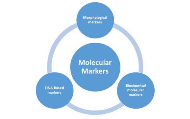 molecular markers molecular markers