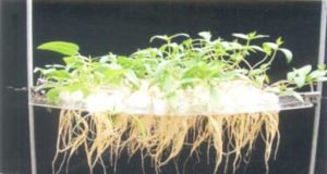 A new phenotyping technique for drought tolerance in mung bean (Vigna radiata L) seedlings mungbean_1