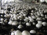 The Ultimate Guide to Mushroom Farming and Subsidy for better Yield and Returns mushroom-farming