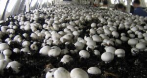 The Ultimate Guide to Mushroom Farming and Subsidy for better Yield and Returns mushroom-farming