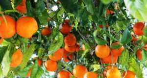 Orange Cultivation in the Northeastern States of India: A Promising Venture orange-farming-north-east-india