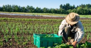 The Future of Organic Farming: Innovations, Opportunities, and Challenges organic-farming