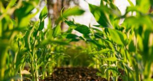 Prospectus and Status of Organic farming in North East India organic-farming-north-east-india