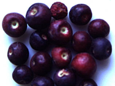 Phalsa Cultivation phalsa