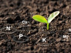 Understanding Plant Nutrients: A Comprehensive Guide to Optimal Growth plant-nutrients