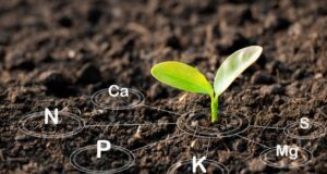 Understanding Plant Nutrients: A Comprehensive Guide to Optimal Growth plant-nutrients