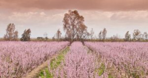 Pear Plantation in India: Guide for Successful Growth & Harvest plantation-peach-high-density