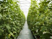 Poly House Farming Guide: Types, Steps, and Govt. Subsidies Explained poly house farming