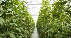 Poly House Farming Guide: Types, Steps, and Govt. Subsidies Explained poly house farming