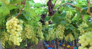 Success Story: Agromet Advisory Services – Boon to the Farmers in Vijayapura District of Karnataka ready_for_harvest