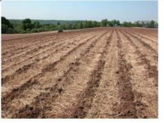Energy conservation in Agriculture Through Reduced Tillage