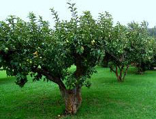 rejuvenated-guava