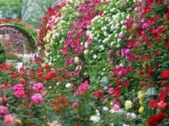Rose Cultivation Guide: How to Grow and Protect Roses