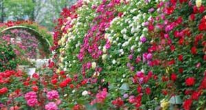 Rose Cultivation Guide: How to Grow and Protect Roses