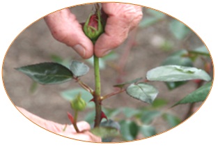 rose_disbudding