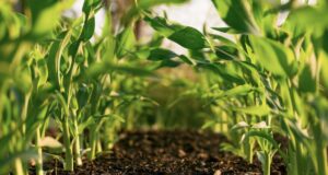 Sustainable Agriculture: A Path Towards a Better Future sustainable-agriculture